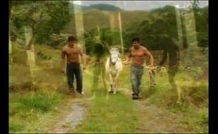 Xvideos gays Brasil com Roger carneiro na fazenda dando o cu sem parar